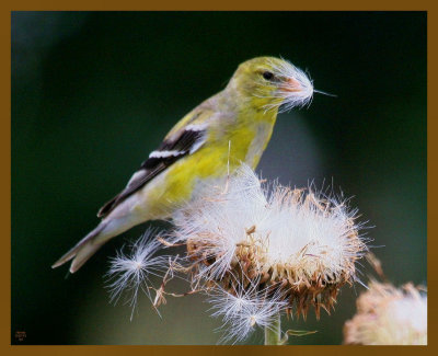 goldfinch-thistle-5-7-12-075b.JPG