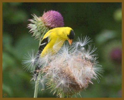 american goldfinch-5-24-12-961b.JPG