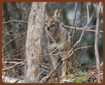 coyote-12-28-11-028b.JPG