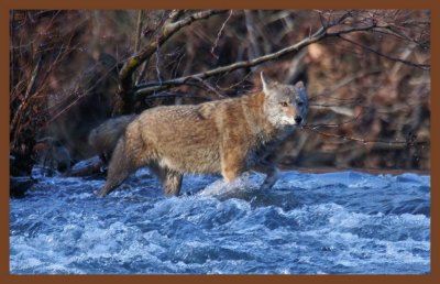 coyote-12-27-11-971c2b.JPG