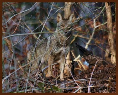 coyote-12-28-11-022b.JPG