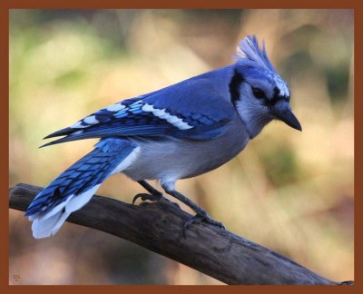 blue jay-1-17-12-791b.JPG