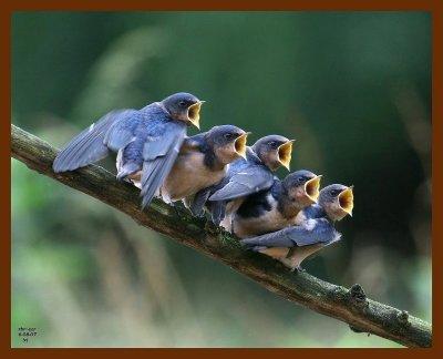 barn swallow-young 6-8-07-4c6b.jpg