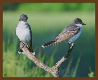 eastern kingbirds 5-17-09-4d201b.jpg