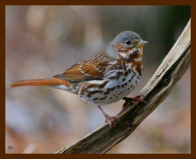 fox sparrow 12-9-09 -177.jpg