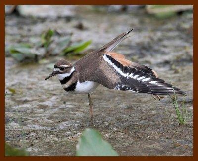 killdeer 7-27-06 cl2b.jpg