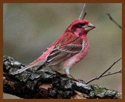 purple finch 3-22-11-686b.jpg