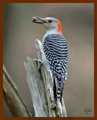 red-bellied woodpecker 12-18-06 cl1b.jpg