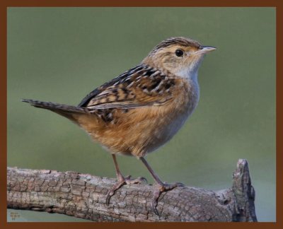 sedge wren 10-18-10-133b.jpg