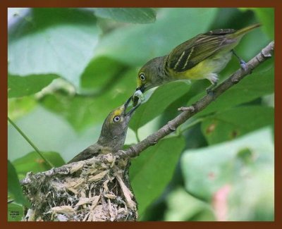 white-eyed vireo 6-28-09-4d657b.jpg