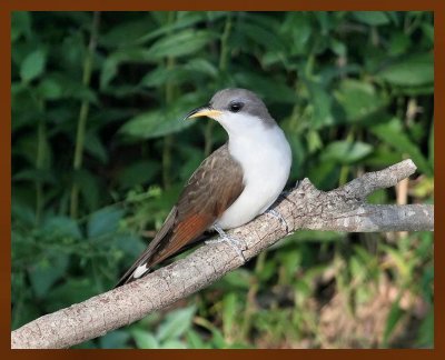 yellow billed cuckoo7-23-06 cl2b.jpg