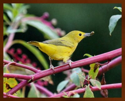 yellow warbler 8-25-10 649b.jpg