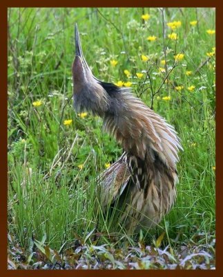 american bittern 4-17-09-4d254b.jpg