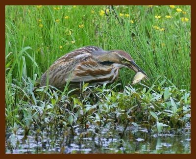 american bittern 4-25-09-4d600b.jpg