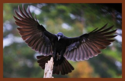 american crow 10-22-10-337c2b.jpg