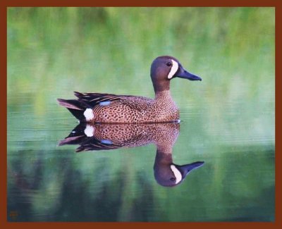 blue-winged teal-4-26-11-222b.JPG