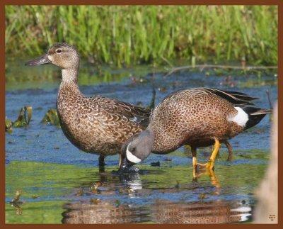 blue-winged teal-5-6-11-981b.JPG