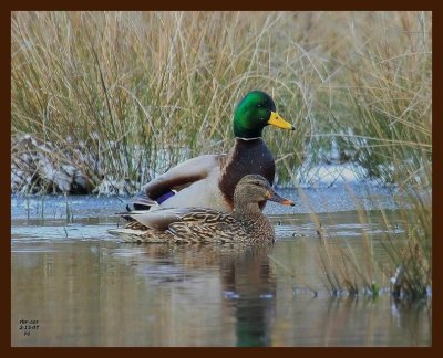 mallards 2-15-07-cl5b.jpg