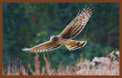 northern harrier 11-3-10-342c2b.jpg