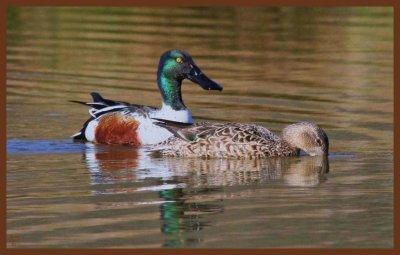 northern shoveler-3-24-11-902b.JPG