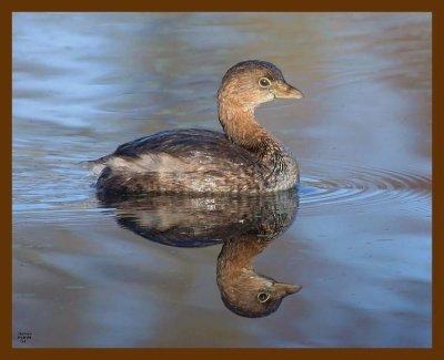 pied billed grebe 3-18-09-4d816b.jpg