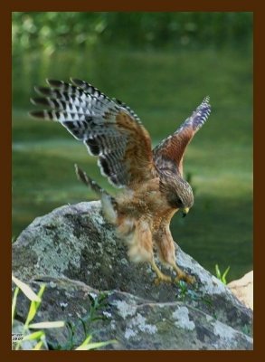 redshouldered hawk 5-19-07-4c2cb.jpg