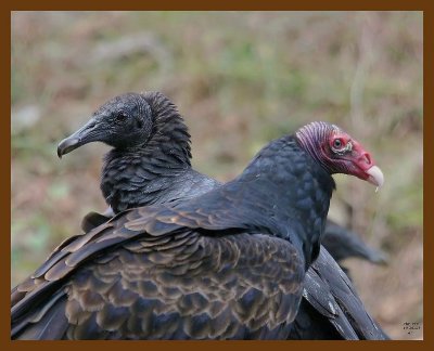 turkey-black vultures 10-26-07-4c1b.jpg
