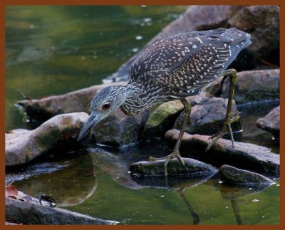 black-crowned night heron-8-27-11-489b.JPG