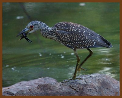 black-crowned night heron-8-27-11-503b.JPG