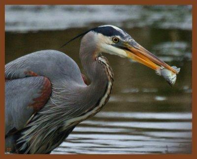 great blue heron 3-27-11-572b.jpg