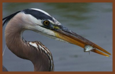 great blue heron 4-8-11-451c2b.jpg