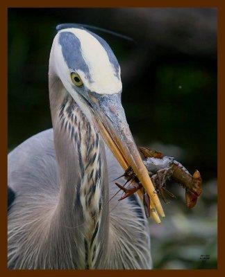 great blue heron 4-18-09-4d427b.jpg