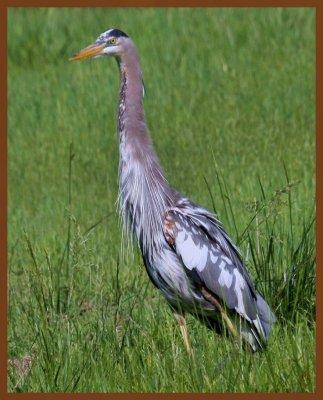 great blue heron 5-5-11-743c1b.jpg