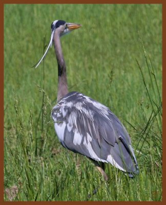 great blue heron 5-5-11-759c1b.jpg