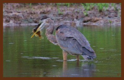 great blue heron 9-9-10-159c2b.jpg