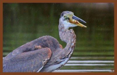 great blue heron 9-9-10-177c2b.jpg