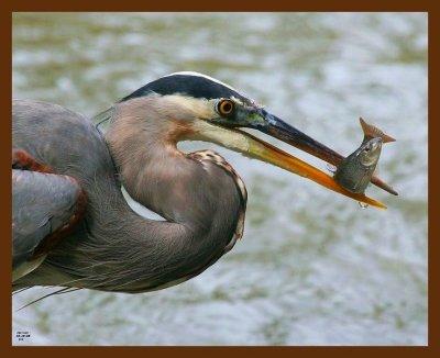 great blue heron 10-16-08-4d905b.jpg