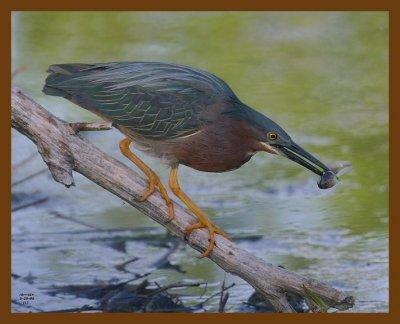 green heron 5-20-08-4d027b.jpg