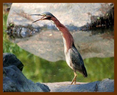 green heron 7-16-06-cl1b.jpg