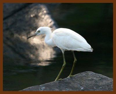 little blue heron-young-8-5-07-4c4b.jpg