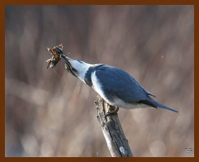 belted kingfisher 11-3-08-4c19b.jpg