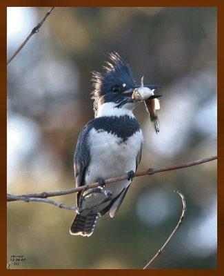 belted kingfisher 12-24-07-4c99b.jpg