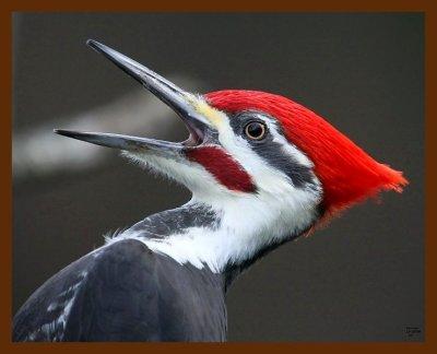 pileated woodpecker 12-19-08-4d249b.jpg