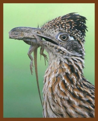 roadrunner-greater 7-15-09-4d117c1b.jpg