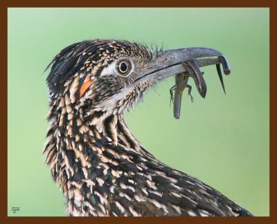 roadrunner-greater 7-20-09-4d849b.jpg