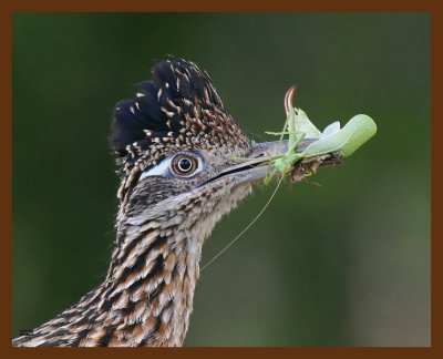 roadrunner-greater 7-26-09-4d052b.jpg