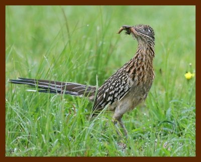 roadrunner-greater 7-29-09-4d599b.jpg