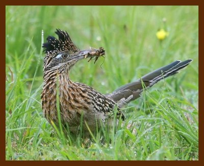 roadrunner-greater 7-29-09-4d615b.jpg