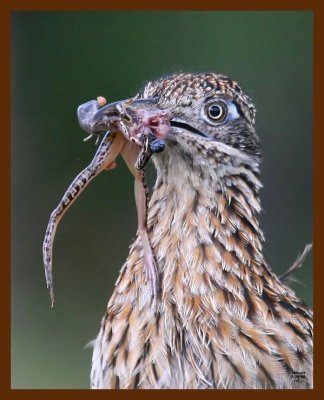 roadrunner-greater 7-29-09-4d657b.jpg