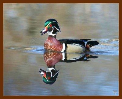 wood duck 2-27-08-4c330b.jpg